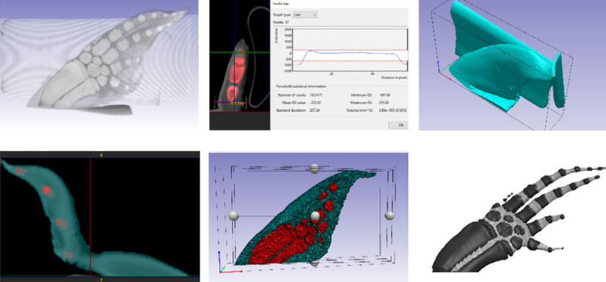 Model generation of porpoise fin in Simpleware ScanIP from DICOM data