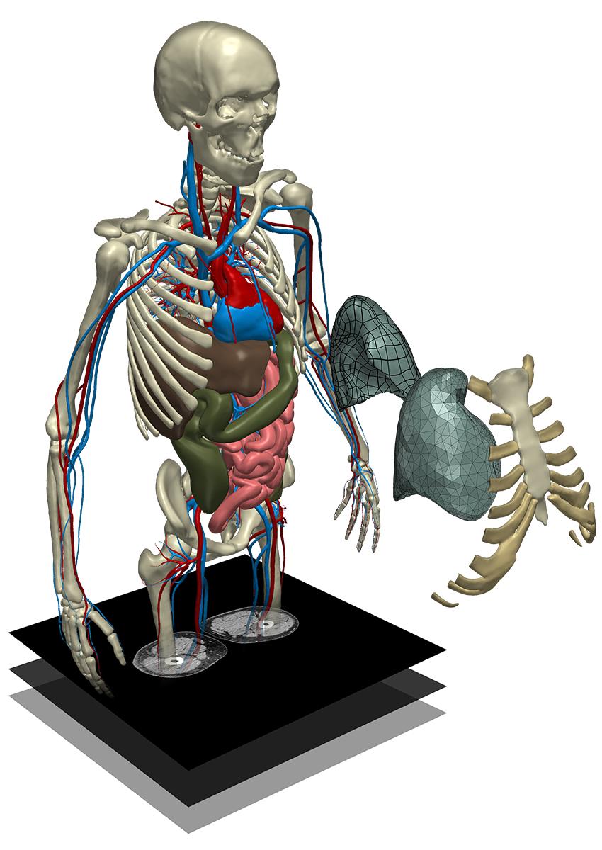 Illustration Major Organs Of The Human Body - Illustration of Many